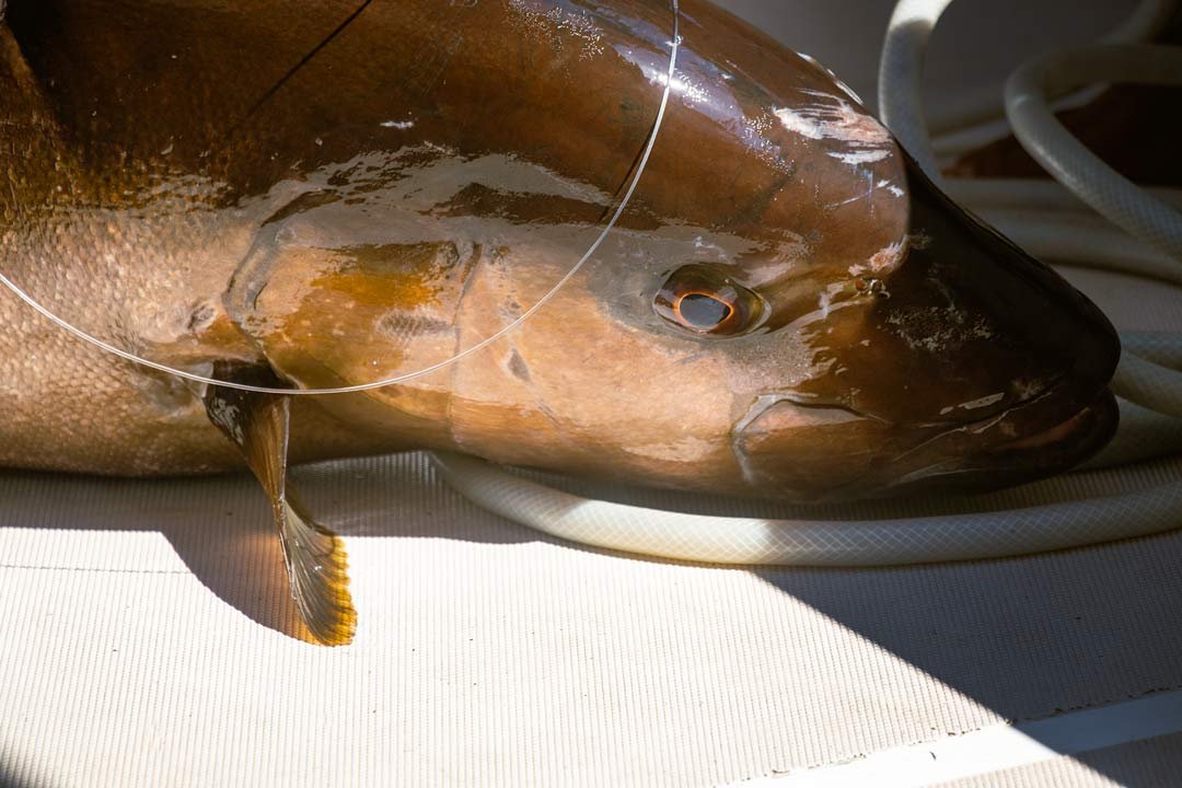 brunos-fishing-redes-sociales-3